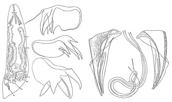 Image de Proxenetes multidentatus Ax 1971