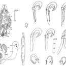 Image of Proxenetes pratensis Ax 1960