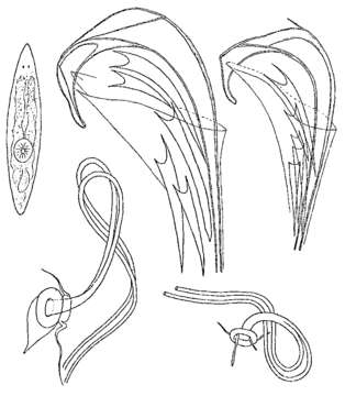 Image of Proxenetes quinquespinosus Ax 1971