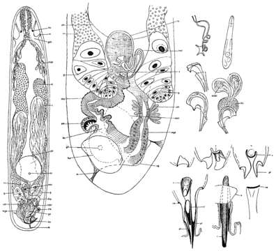 Image of Proxenetes uncinatus Graff 1882