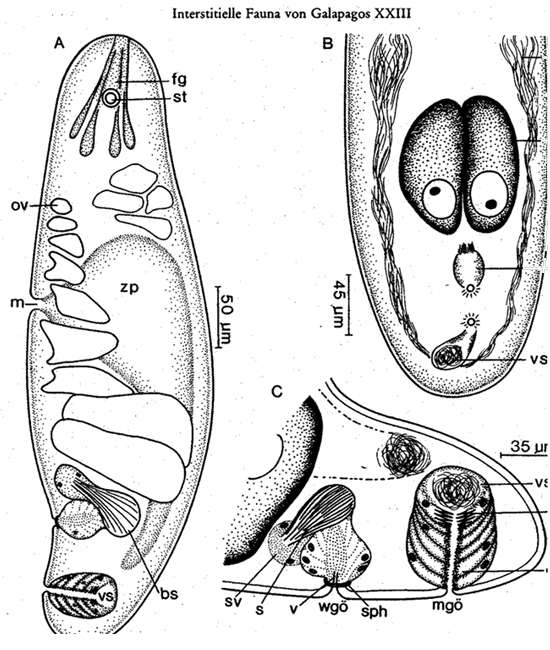 Image of Pseudmecynostomum pellucidum Ehlers & Dörjes 1979