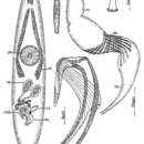 Image of Cryptostiopera cornuta Ax 1974