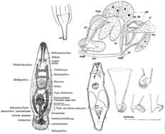 Image of Paramesostoma