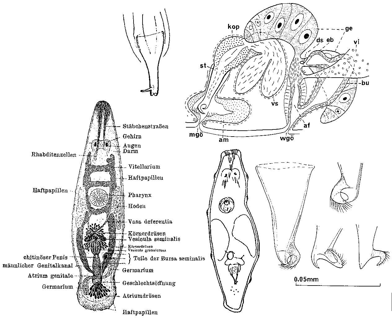 Image of Paramesostoma