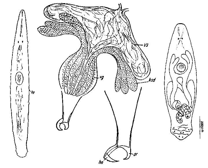 Image of Paramesostoma