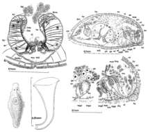 Image of Paramesostoma helgolandicum Ax 1959