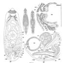 Image de Microvahine corallicola Karling, Mack-Fira & Dörjes 1972