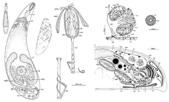 Image of Lonchoplanella