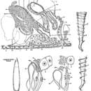 Image of Astrotorhynchus bifidus (McIntosh 1874)