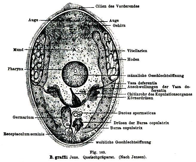 Image of Byrsophlebidae