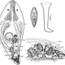 Image de Byrsophlebs caligulachaena (Ehlers & Ehlers 1981)