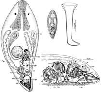 Image of Byrsophlebidae