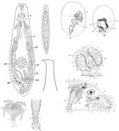 Image of Byrsophlebs delamarei (Ax 1956)