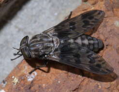 Image of Tabanus venustus Osten Sacken 1876