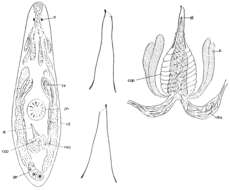 Image of Byrsophlebs dubia (Ax 1956)
