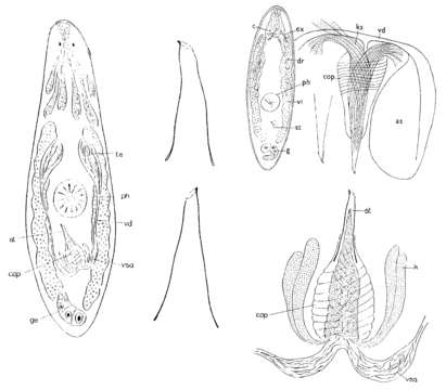 Image of Byrsophlebs dubia (Ax 1956)