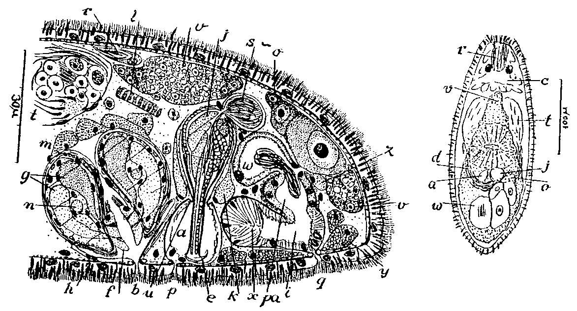 Image of Byrsophlebs lutheri (Marcus 1952)