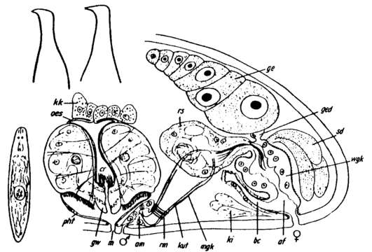 Image of Byrsophlebs simplex (Ax 1959)