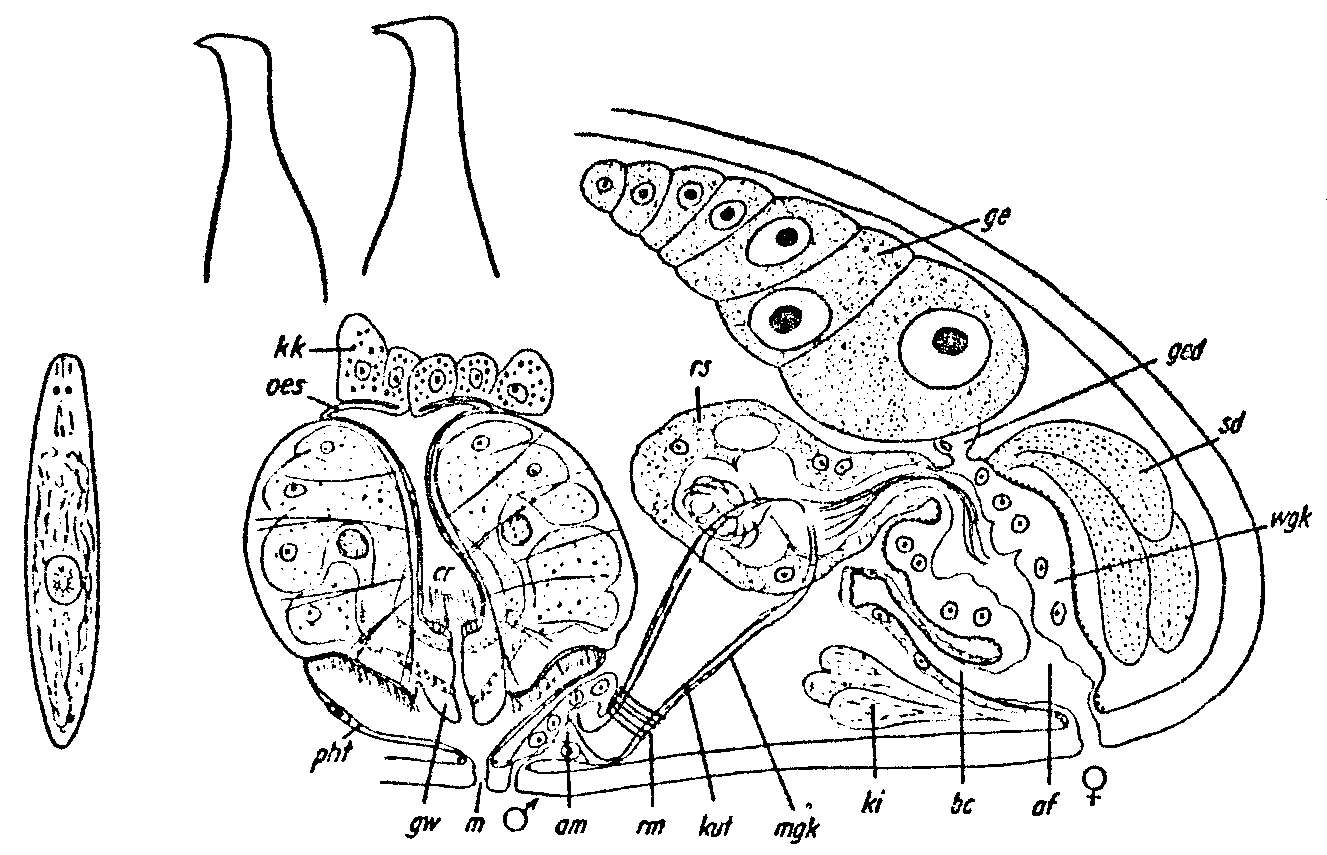 Image of Byrsophlebs simplex (Ax 1959)