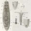 Image of Maehrenthaliella intermedia (Graff 1882)