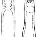Image of Carcharodopharynx arcanus (Reisinger 1924) Poche 1926