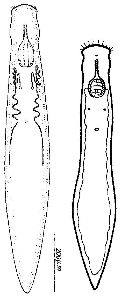 Image of Typhloplanidae