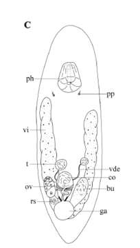 Image of Acrochordonoposthia