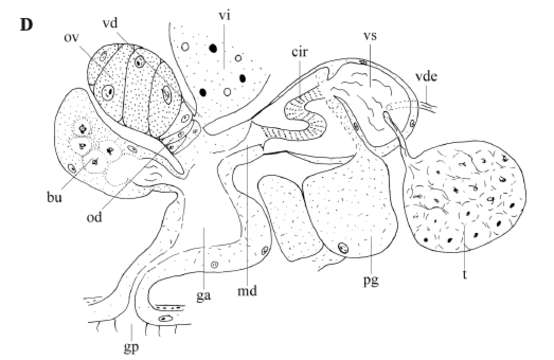 Image of Acrochordonoposthia