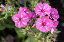 Sivun Phlox pilosa L. kuva