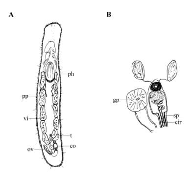 Image of Acrochordonoposthia apopera Reisinger 1924