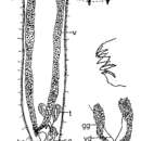 Image of Acrochordonoposthia diademula Schwank 1980