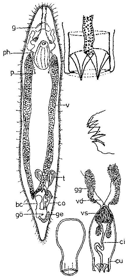 Plancia ëd Acrochordonoposthia diademula Schwank 1980