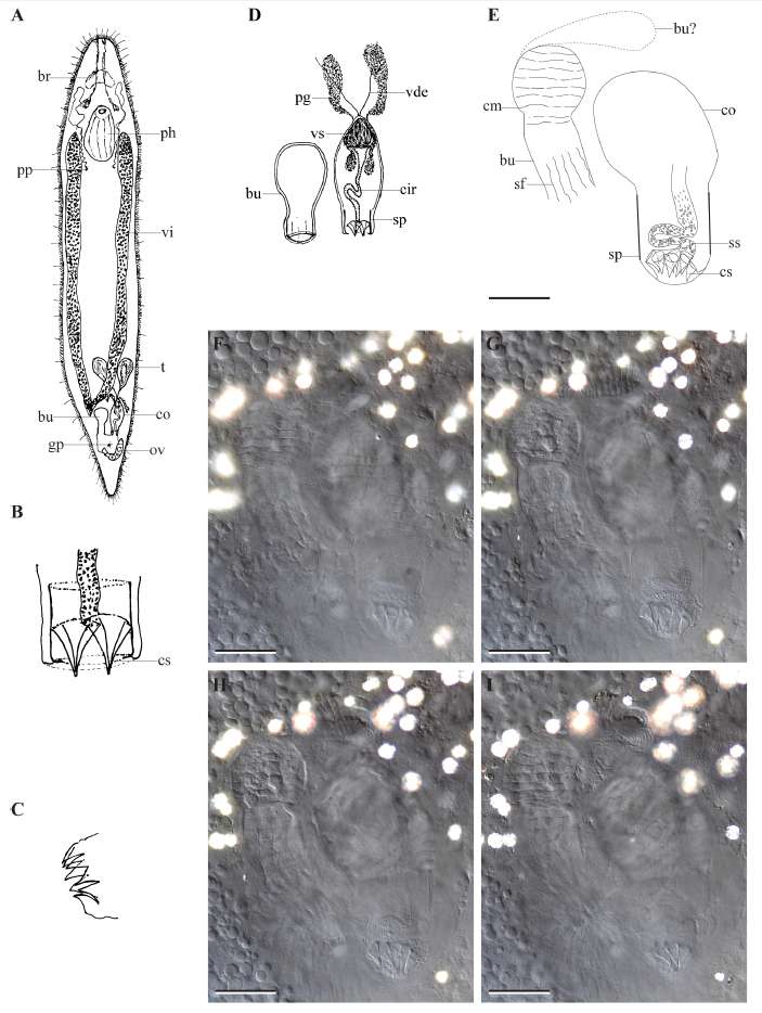 Image of Acrochordonoposthia diademula Schwank 1980