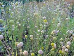 Image of Helenium aromaticum (Hook.) L. H. Bailey