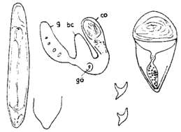 Plancia ëd Acrochordonoposthia nemoralis Reisinger 1924