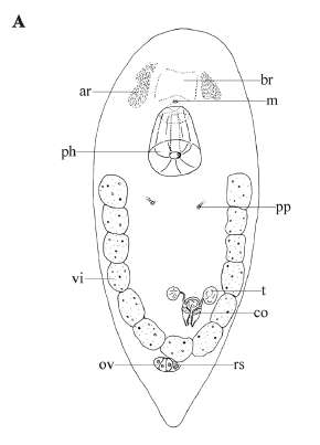 Image of Acrochordonoposthia nemoralis Reisinger 1924