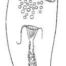 Image of Acrochordonoposthia robusta Luther 1963