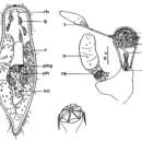 Image of Adenocerca minima Kolasa 1981