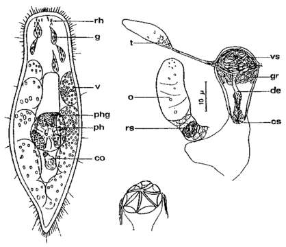 Image of Adenocerca