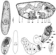 Adenocerca的圖片