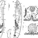 Image of Eumecynostomum altitudi Faubel & Regier 1983