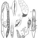 Image of Amphibolella segnis Findenegg 1924