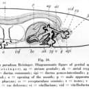 Image of Chorizogynopora paradoxa Reisinger 1924