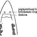 Image of Krumbachia exigua (Dorner 1902)