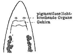 Image of Krumbachia exigua (Dorner 1902)