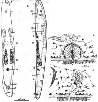 Image of Eumecynostomum