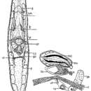 Image of Krumbachia guttulata Schwank 1980