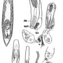 Image of Krumbachia microbursalis Kolasa 1981