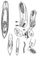 Image of Krumbachia microbursalis Kolasa 1981