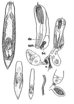 Image of Krumbachia microbursalis Kolasa 1981